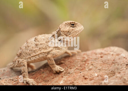 Mehr kurz-gehörnte Eidechse, Phrynosoma Hernandesi, Texas, USA Stockfoto