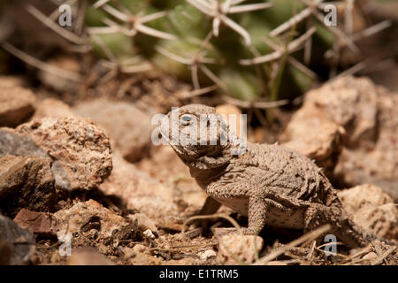 Mehr kurz-gehörnte Eidechse, Phrynosoma Hernandesi, Texas, USA Stockfoto