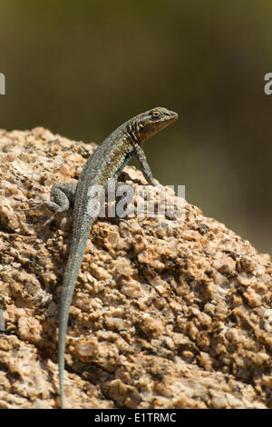 Gemeinsame Seite-blotched Eidechse, Uta Stansburiana, Arizona, USA Stockfoto