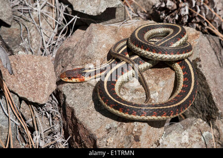 Gemeinsamen Garter Snake, Thamnophis Sirtalis, südlichen BC, Kanada Stockfoto