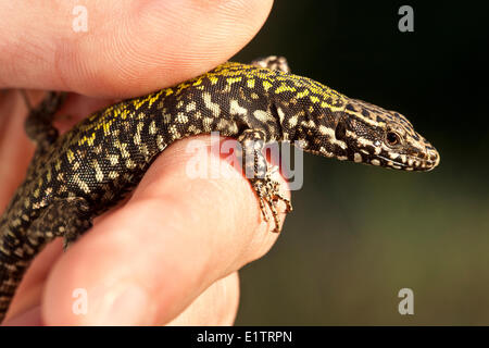 Gemeinsamen Mauereidechse, Podarcis Muralis, Victoria, BC, Kanada Stockfoto