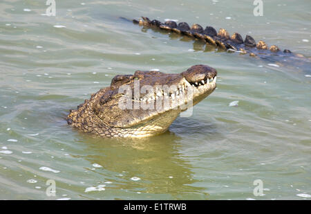 Nil-Krokodil, Crocodylus Niloticus, Chobe River, Botswana, Afrika Stockfoto