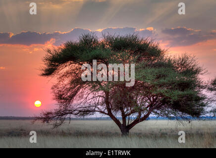 Sonnenuntergang über der Kalahari, Central Kalahari Game Reserve, Botswana, Afrika Stockfoto