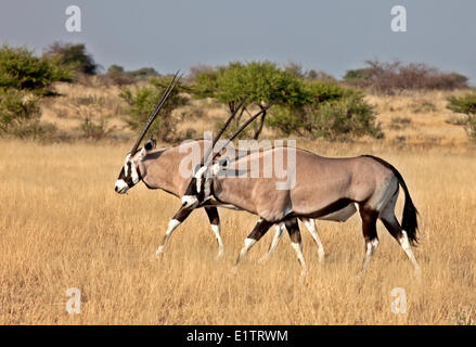 Gemsbock, Oryx Gazella, Central Kalahari Game Reserve, Botswana, Afrika Stockfoto