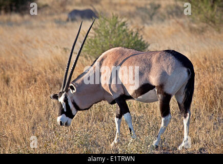 Gemsbock, Oryx Gazella, Central Kalahari Game Reserve, Botswana, Afrika Stockfoto