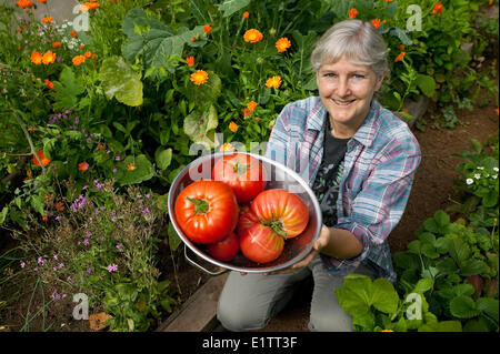 Frische Tomaten aus dem Garten stolz präsentiert.  Courtenay, Comox Valley, Vancouver Island, British Columbia, Kanada Stockfoto