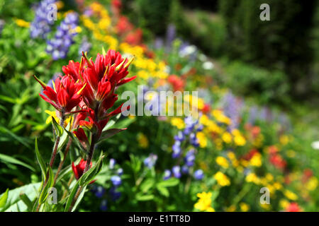 Wildblumen auf Idaho Peak, in der Nähe von New Denver BC, Kanada Stockfoto