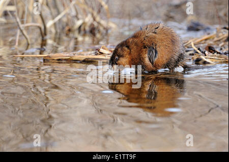 Bisamratte Ondatra Zibethicus herumsuchen für Nahrung, Vermilion River, Nord-Ontario, Kanada. Stockfoto