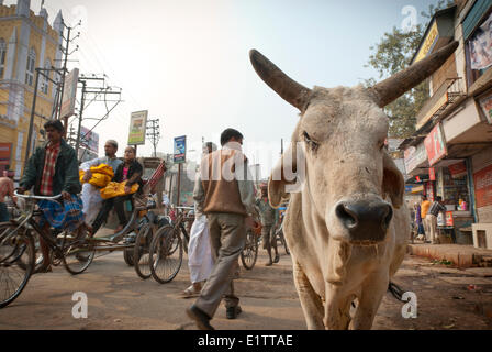 Eine Kuh stehend in den sehr überlasteten Straßen von Varanasi, Indien Stockfoto