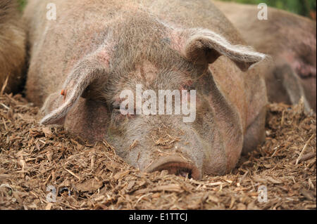 Schwein, Saanich Peninsula, Vancouver Island, British Columbia, Kanada Stockfoto