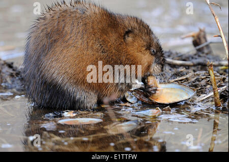 Bisamratte Ondatra Zibethicus, Fütterung auf Süßwasser Muschel, Vermilion River, Nord-Ontario, Kanada. Stockfoto