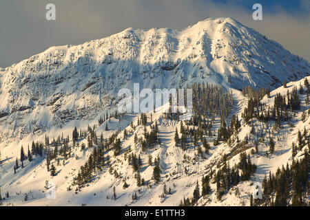 Eidechse, Rocky Mountain Range, Fernie, Britisch-Kolumbien, Kanada Stockfoto