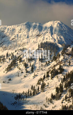 Eidechse Rocky Mountain Range, Fernie, Britisch-Kolumbien, Kanada Stockfoto