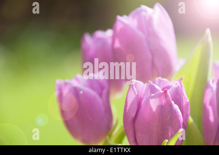 Rosa Tulpen wachsen in einem sonnigen Garten Stockfoto