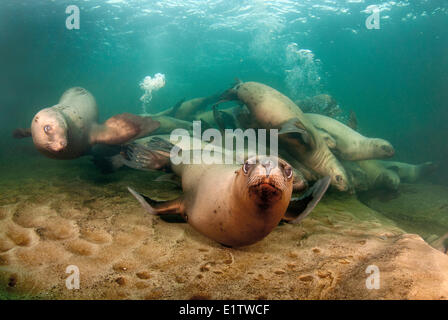 Eine Gruppe von jungen Seelöwen, Eumetopias Jubatus, beim Spielen in der Strait Of Georgia aus Hornby Island, British Columbia, Kanada Stockfoto