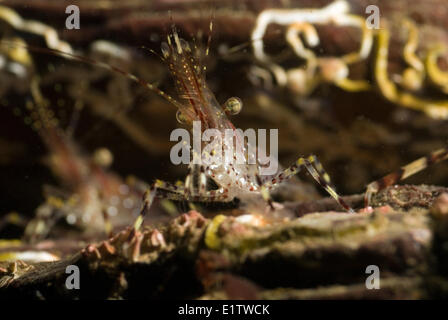 Detail einer Dock-Garnele Pandalus Danae auf eine Unterwasser Sims in der Meerenge Georgien in der Nähe von Chemainus British Columbia Kanada. Stockfoto
