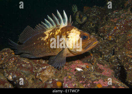 Eine vom Aussterben bedrohte Kupfer Rock Fisch, Sebastes Caurinus, in der Nähe von Flora Islet vor der Strait Of Georgia, Britisch-Kolumbien, Kanada. Stockfoto