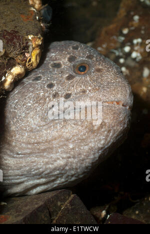 Ein männlicher Wolf Aal, Anarrhichthys Ocellatus, Georgia Strait in der Nähe von Parksville, Britisch-Kolumbien, Kanada Stockfoto