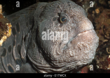 Eine männliche Wolf Aal, Anarrhichthys Ocellatus, steckt den Kopf heraus, aus seiner Höhle in Georgia Strait, British Columbia, Kanada Stockfoto