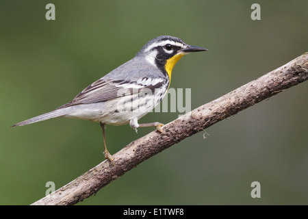 Gelb – Throated Warbler - Setophaga dominica Stockfoto