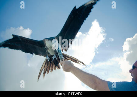 Ein Fregattvogel Fregata magnificens, ein Tourist auf Caye Caulker, Belize eine Sardine Handout entnimmt. Stockfoto