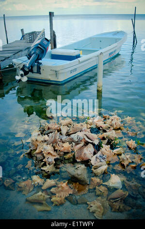 Ein Haufen von leeren Muscheln (Lobatus Gigas) nahe dem Ufer mit einem Motorboot im Hintergrund auf Caye Caulker, Belize. Stockfoto