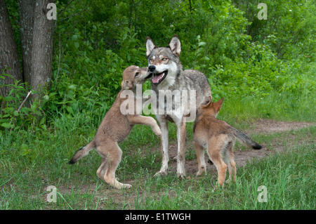 Grauer Wolf Erwachsene und Jungtiere lecken um Nahrung von Erwachsenen zu erhalten; Minnesota; (Canis Lupus) Stockfoto