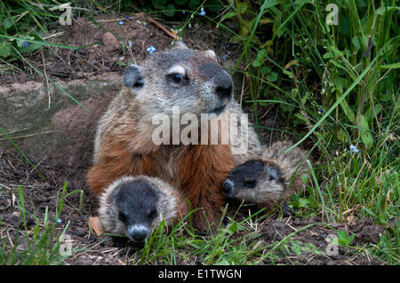 Murmeltier mit jungen (Marmota Monax), auch bekannt als ein Murmeltier. Minnesota Stockfoto