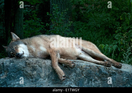 Grauer Wolf schlafen (Canis Lupus); International Wolf Center; Ely; Minnesota; In Gefangenschaft Stockfoto