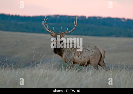 Bull Elk stehen entlang Prairie bei Sonnenuntergang; Cervus Canadensis, Wind Cave National Park, South Dakota, North America Stockfoto