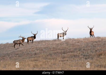 Stier Elche (Cervus Canadensis), Wind Cave National Park, South Dakota, Herbst Stockfoto