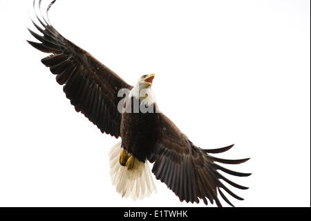 Weißkopfseeadler Haliaeetus Leucocephalus, schützende Verhalten, Nord-Ontario, Kanada. Stockfoto