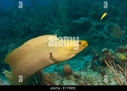 Eine grüne Muräne (Gymnothorax Funebris) an einem Korallenriff in der Nähe von San Pedro, Belize. Stockfoto