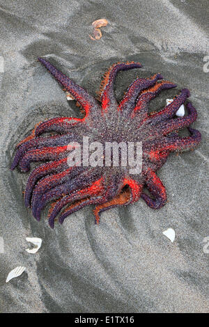 Eine große Sonnenblume Stern, Pycnopodia Helianthoides an einem Strand bei Ebbe gestrandet ist, Vargas Island, British Columbia, Kanada. Stockfoto