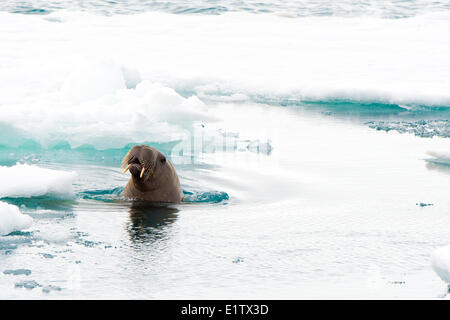 Juvenile atlantische Walross (Odobenus Rosmarus), Inselgruppe Svalbard, norwegischen Arktis Stockfoto