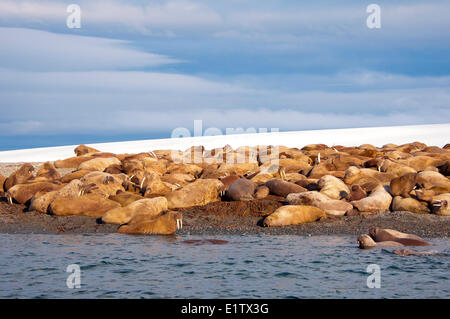 Erwachsene weibliche atlantischen Walrosse (Odobenus Rosmarus) Jungtiere Kälber holte an einem Strand Storoya Nordosten Svalbard Stockfoto