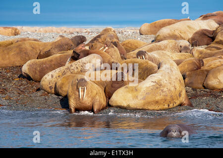 Erwachsene weibliche atlantischen Walrosse (Odobenus Rosmarus) Jungtiere Kälber holte an einem Strand Storoya Nordosten Svalbard Stockfoto