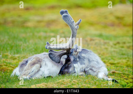 Mothing-Svalbard-Rentiere Bull (Rangifer Tarandus Platyrhynchus), Inselgruppe Svalbard, norwegischen Arktis Stockfoto