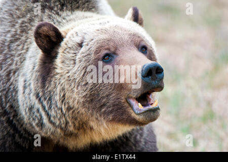 Erwachsenen Mountain Grizzlybär (Ursus Arctos), Jasper Nationalpark, Kanadische Rocky Mountains, westlichen Alberta, Kanada Stockfoto