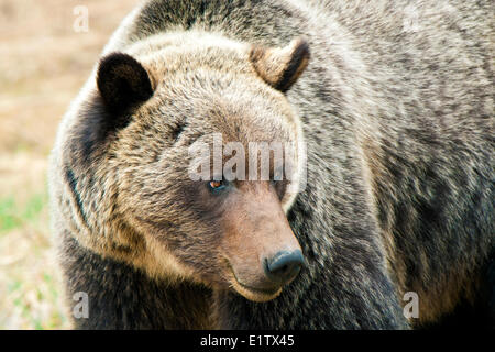 Erwachsenen Mountain Grizzlybär (Ursus Arctos), Jasper Nationalpark, Kanadische Rocky Mountains, westlichen Alberta, Kanada Stockfoto