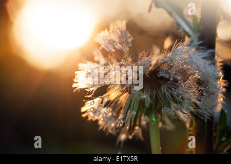 Nassen Löwenzahn Blume nach dem Regen in der Sonne Stockfoto