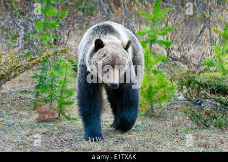 Erwachsenen Mountain Grizzlybär (Ursus Arctos), Jasper Nationalpark, Kanadische Rocky Mountains, westlichen Alberta, Kanada Stockfoto