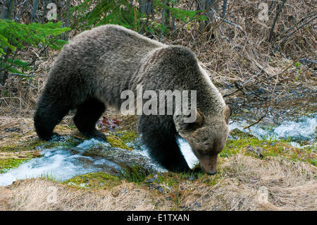 Erwachsenen Mountain Grizzlybär (Ursus Arctos), Jasper Nationalpark, Kanadische Rocky Mountains, westlichen Alberta, Kanada Stockfoto