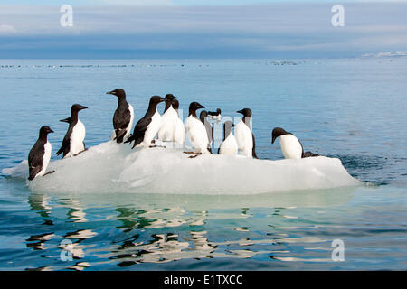 Dick-billed wärmeren (Uria Lomvia) ruht auf dem Meereis ihre Verschachtelung Kolonie, Svalbard-Archipel, in der Nähe von norwegischen Arktis Stockfoto