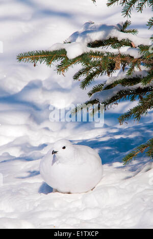 Willow Ptarmigan (Lagopus Lagopus), Nordwest-Territorien, boreal Kanada Stockfoto