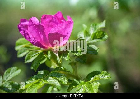 Rosa wilde Hund-Rose Blume Nahaufnahme Foto Stockfoto