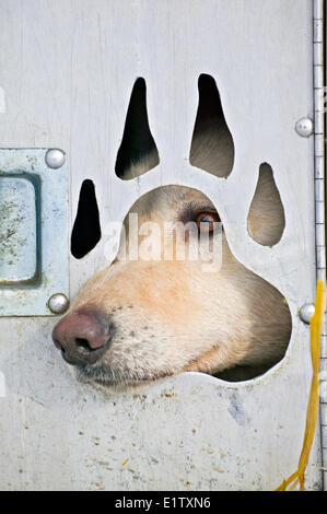 Eine niedliche husky Schlittenhunde Blick durch ein kleines Fenster schneiden in Form von einer Pfote, von einem Hund Anhänger. Yukon, Kanada Stockfoto