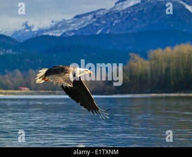 Weißkopfseeadler Haliaeetus Leucocephalus Brackendale Squamish Squamish River Cheakamus Fluss Mamquam Flüsse in British Columbia Kanada Stockfoto