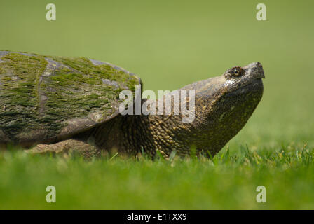 Nahaufnahme von einem Schnappschildkröte in der Nähe von Orillia, Ontario Stockfoto
