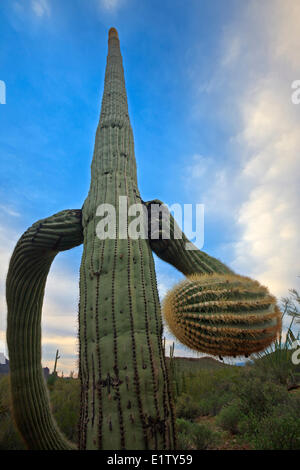 Saguaro Kaktus Carnegiea Gigantea, im Organ Pipe National Monument, Arizona, USA Stockfoto